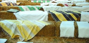 hay bales with horse blanket