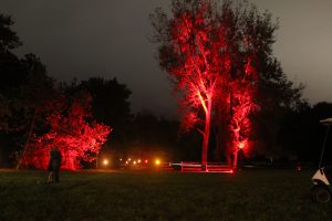 Red Uplights in trees